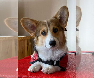 Father of the Pembroke Welsh Corgi puppies born on 08/03/2021
