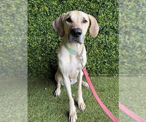 Labrador Retriever Dogs for adoption in Naples, FL, USA