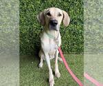RANGER - Male Labrador Retriever Dog for Adoption - Small photo