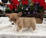 Small #3 Pembroke Welsh Corgi