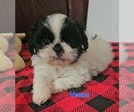 Puppy Venus Shih Tzu