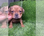 Small Photo #1 American Pit Bull Terrier Puppy For Sale in ROGERS PARK, IL, USA