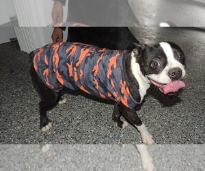 Boston Terrier Puppy for sale in CARLISLE, KY, USA