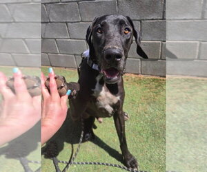 Great Dane-Unknown Mix Dogs for adoption in Lakewood, CO, USA