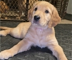Puppy Dark Pink Golden Irish-Golden Retriever Mix
