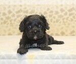 Small #1 Cavapoo