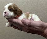 Puppy Ollie Cavalier King Charles Spaniel