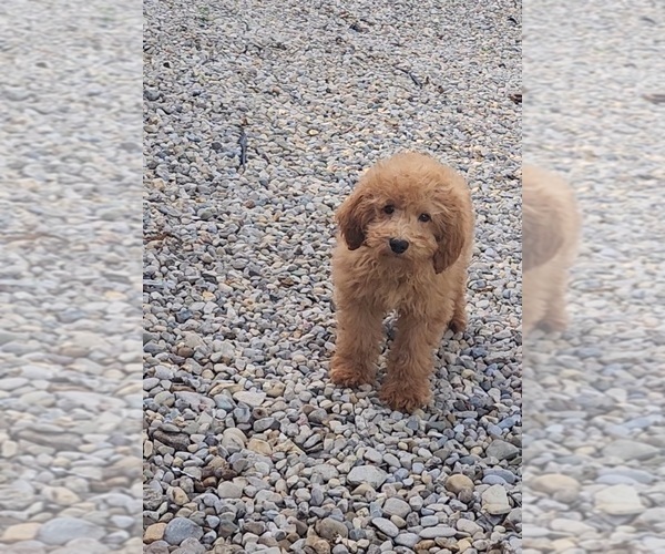 Medium Photo #1 Goldendoodle (Miniature) Puppy For Sale in INDIANAPOLIS, IN, USA