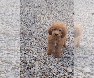 Goldendoodle (Miniature) Puppy for sale in INDIANAPOLIS, IN, USA