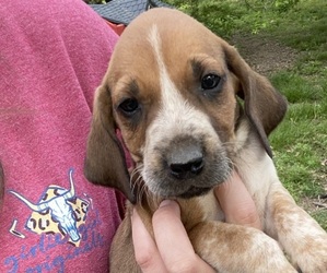 English Coonhound Puppy for sale in GALLANT, AL, USA