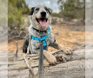 Mutt Dogs for adoption in Kanab, UT, USA