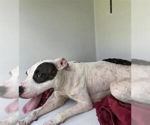 Bullypit Dogs for adoption in Houston, TX, USA