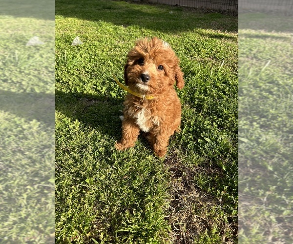 Medium Photo #12 Cavapoo Puppy For Sale in BOWLING GREEN, KY, USA
