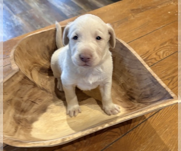 Medium Photo #39 Labrador Retriever Puppy For Sale in LEASBURG, MO, USA