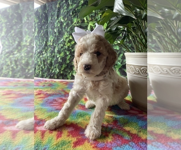 Medium Photo #4 Poodle (Standard) Puppy For Sale in LANCASTER, PA, USA