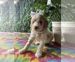 Small #3 Poodle (Standard)