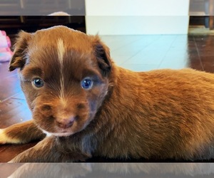 Miniature Australian Shepherd Puppy for sale in SMITHVILLE, AR, USA