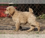 Small Photo #34 Poodle (Standard) Puppy For Sale in GARWOOD, TX, USA