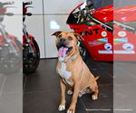 Small #3 American Pit Bull Terrier Mix