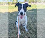Small #1 Border Collie Mix