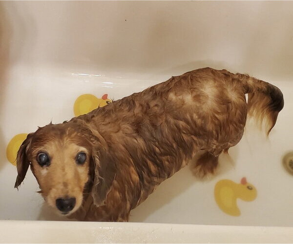 Medium Photo #5 Dachshund Puppy For Sale in Fruitland, SC, USA