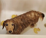 Small #4 Dachshund