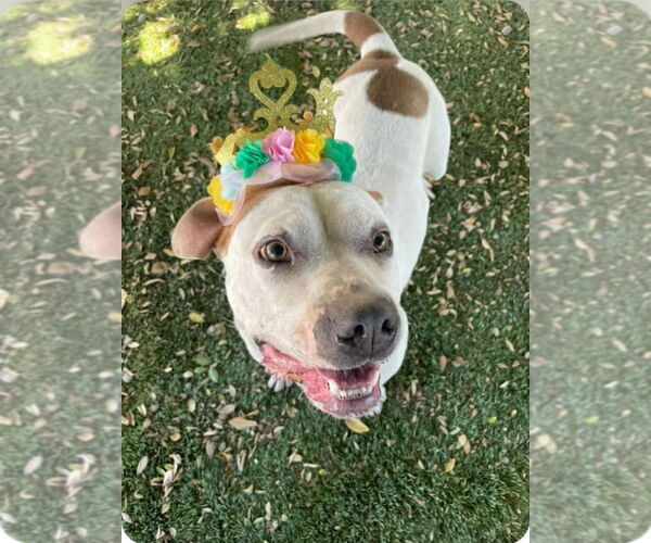 Medium Photo #7 Bulloxer Puppy For Sale in Lake Forest, CA, USA