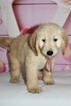 Small #7 Goldendoodle