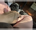 Small Photo #27 Frenchie Pug Puppy For Sale in BLOOMINGTON, IL, USA