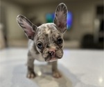 Puppy Grey Boy French Bulldog