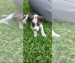 Small #1 Border-Aussie