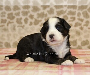 Miniature Bernedoodle Puppy for sale in DENVER, PA, USA
