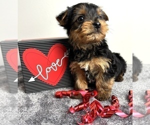 Yorkshire Terrier Puppy for sale in INDIANAPOLIS, IN, USA
