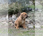 Small #3 Boerboel