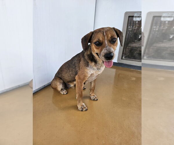 Medium Photo #4 Beagle-Unknown Mix Puppy For Sale in Elmsford, NY, USA