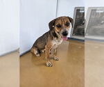 Small #3 Beagle Mix