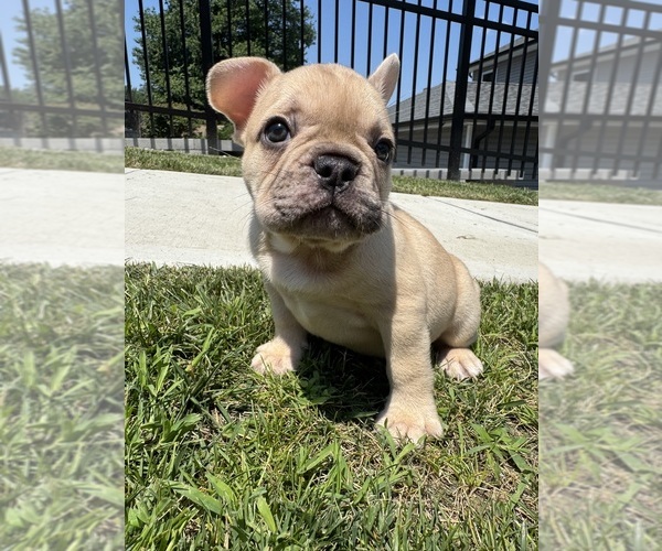 Medium Photo #17 French Bulldog Puppy For Sale in SAYREVILLE, NJ, USA