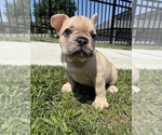 Small Photo #17 French Bulldog Puppy For Sale in SAYREVILLE, NJ, USA