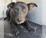 Small Labrador Retriever Mix