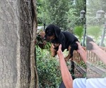 Litter of 9 - Male(s) and Female(s) Doberman PinscherLitter of Puppies for Sale - Photo #4