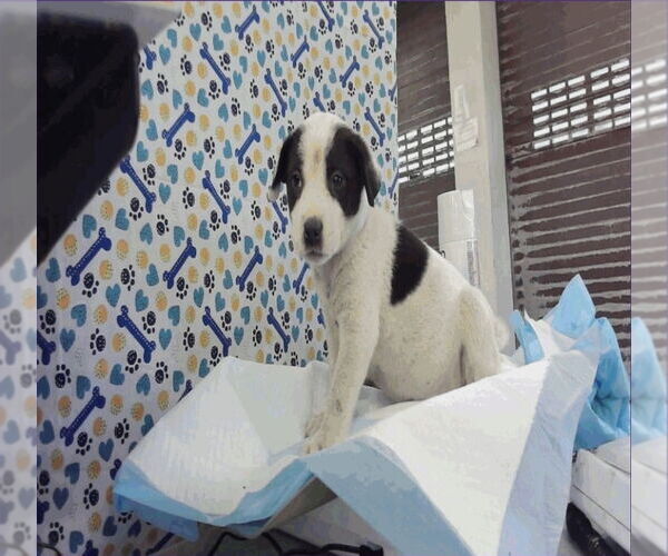 Medium Photo #4 Borador Puppy For Sale in Lakewood, CO, USA