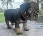 Small #13 French Bulldog