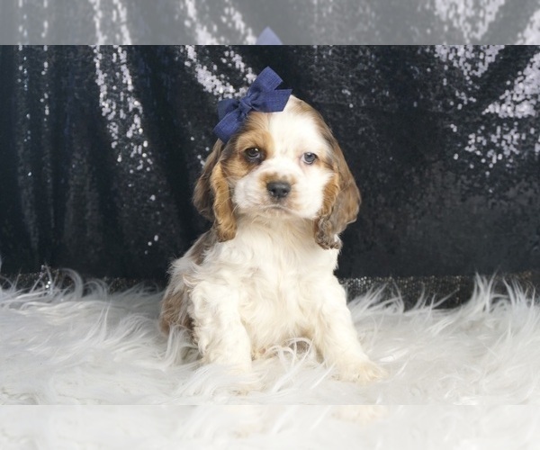 Medium Photo #2 Cocker Spaniel Puppy For Sale in WARSAW, IN, USA