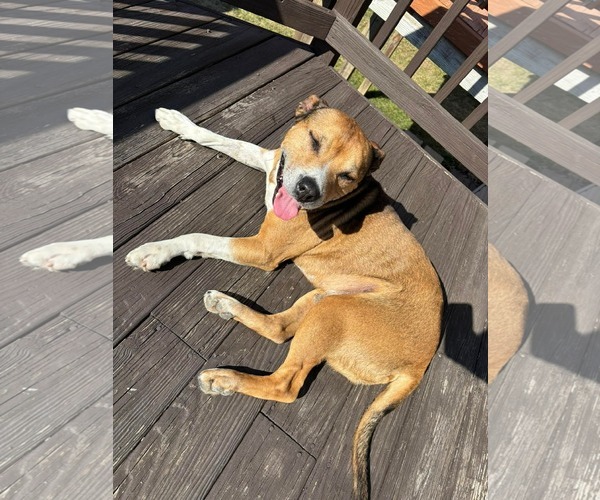 Medium Photo #2 Shepradors Puppy For Sale in Stephens City, VA, USA
