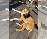 Small Photo #2 Shepradors Puppy For Sale in Stephens City, VA, USA