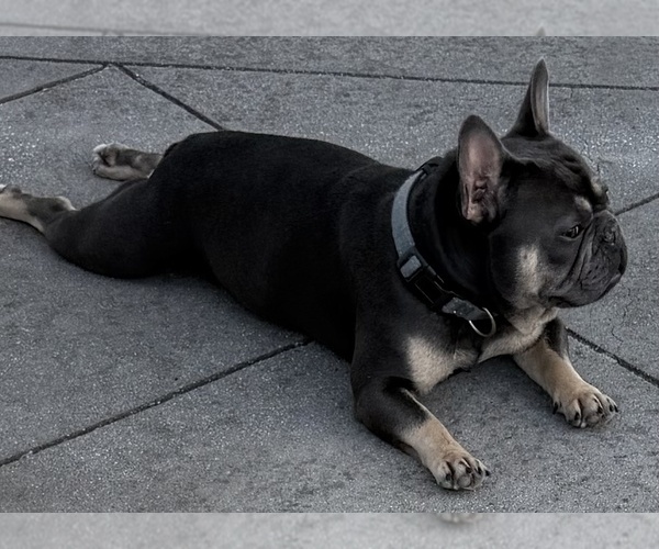Medium Photo #1 French Bulldog Puppy For Sale in LOCUST GROVE, GA, USA