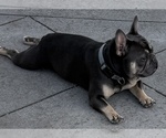Small French Bulldog