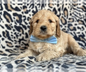 Goldendoodle (Miniature) Puppy for sale in LANCASTER, PA, USA