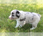 Small Photo #3 Miniature Australian Shepherd Puppy For Sale in CONGERVILLE, IL, USA