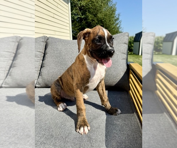 Medium Photo #4 Boxer Puppy For Sale in GREENFIELD, IN, USA